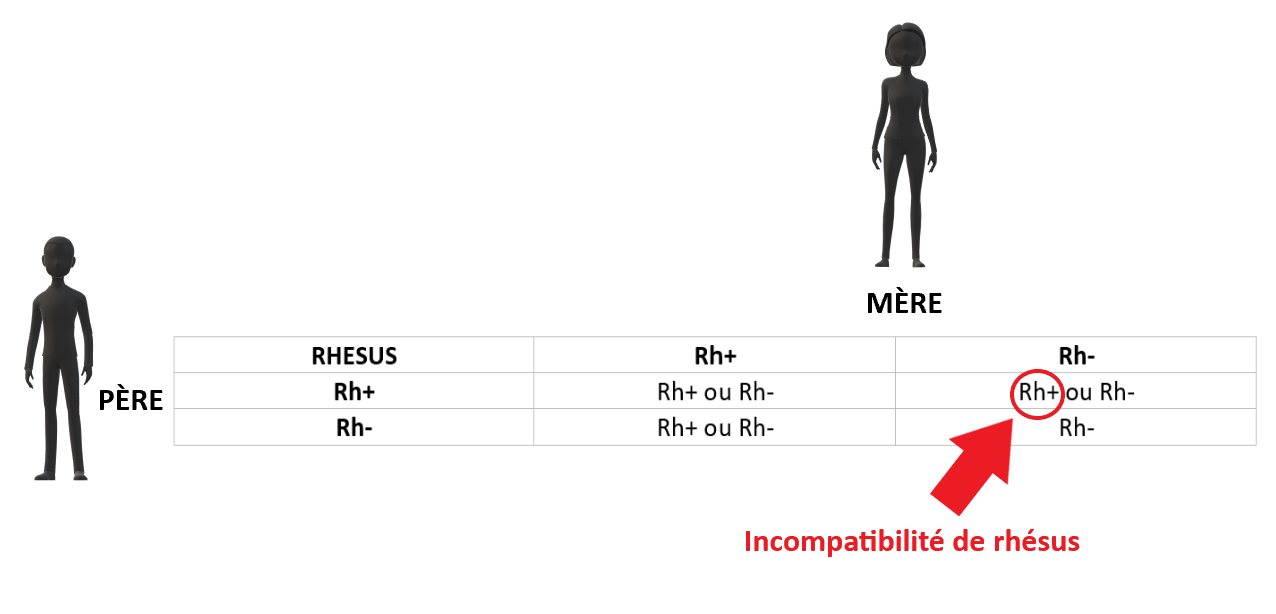 Incompatibilité de rhésus - P'tite Bouille